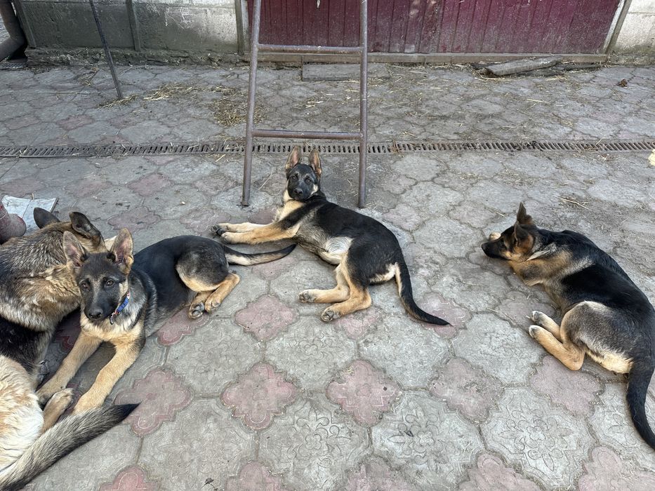 Продаємо цуценят  Східноєвропейська вівчарка