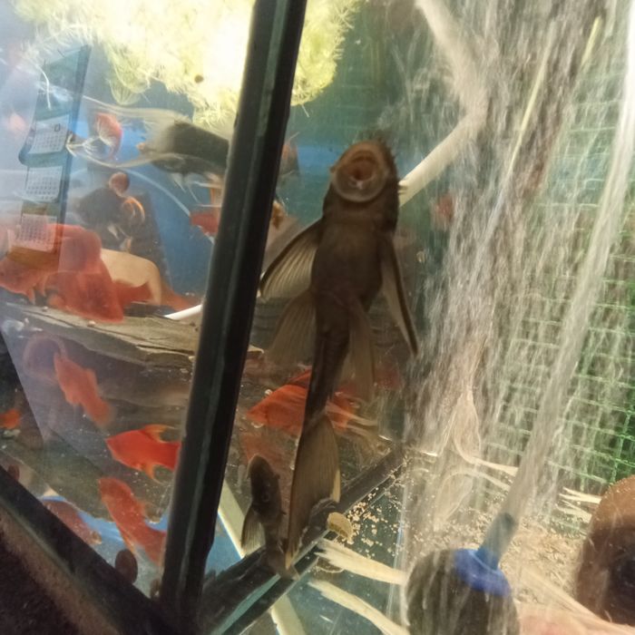 Grene dragon glonojad ancistrus