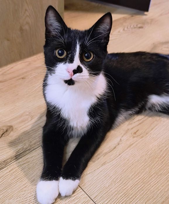 Kotka młoda 7 mc szuka dobrego domu . Opis