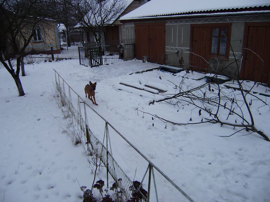 Продається великий будинок 140 м² (2 окремі входи) на земельній ділянці 12 соток біля соснового лісу в селищі Понінка