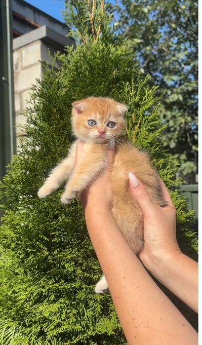 Кошенята Золота шиншила