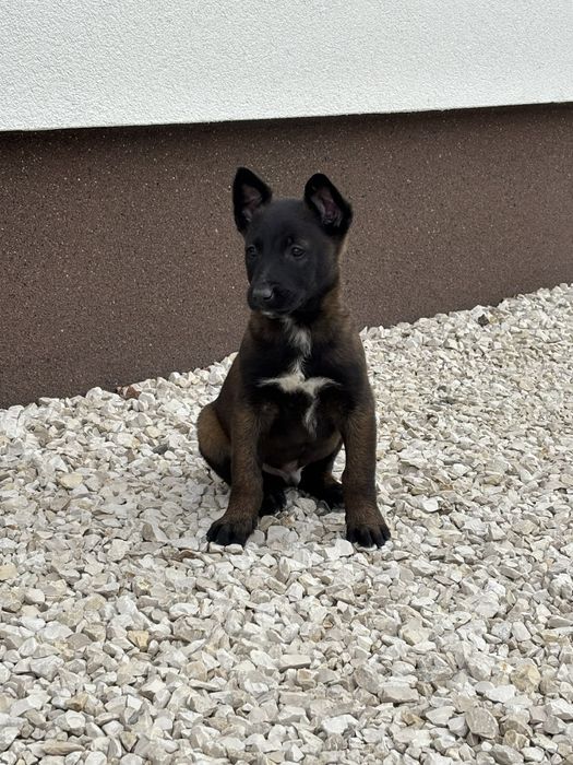 Owczarki belgijskie Malinois płowe z czarną maską