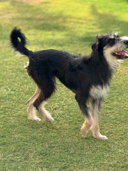 Waffle,  słodka i bardzo przyjazna towarzyszka aktywnych przygód