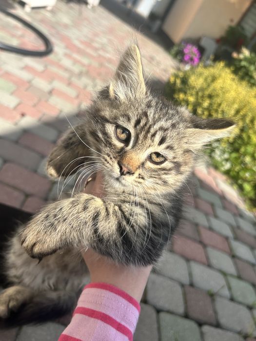 кошенята слухняні