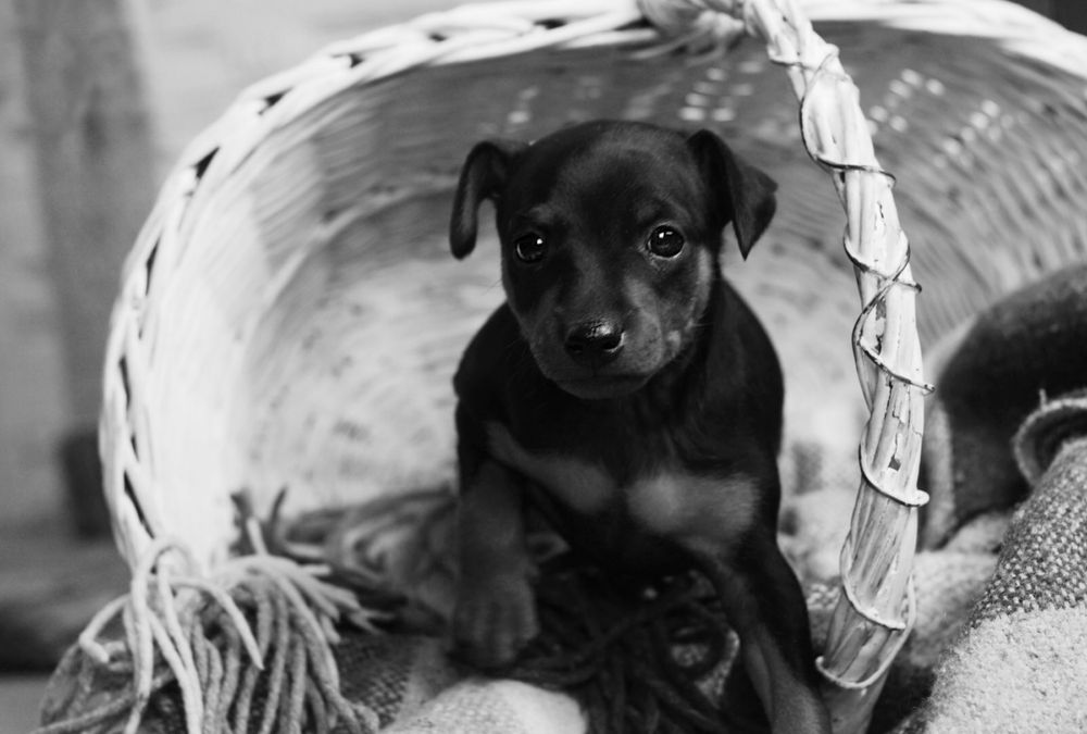 Цвергпінчер цуценята