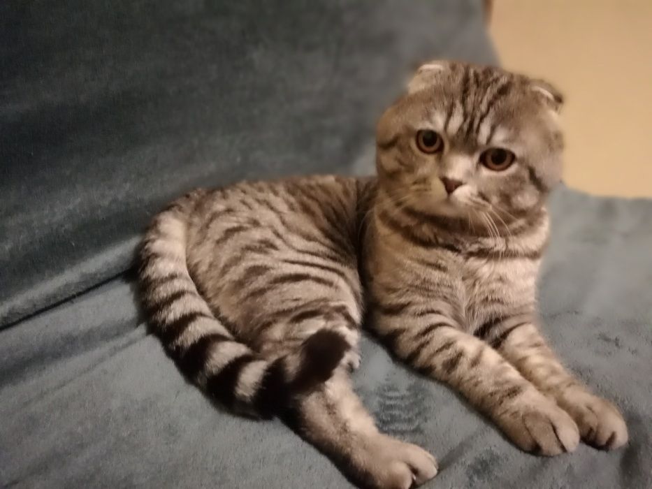 Шотландский кот приглашает на вязку