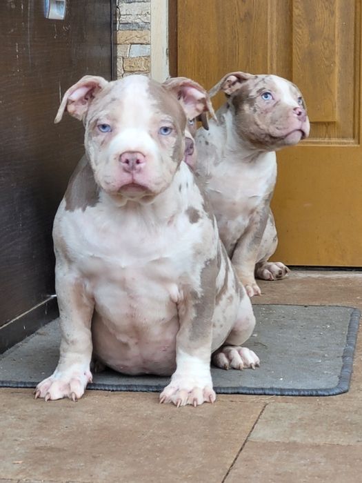 American bully LOUIS-V pies dorosly