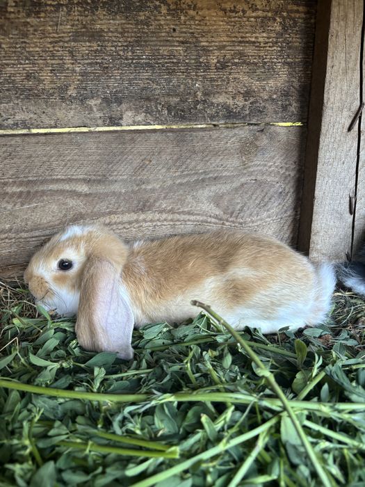 Barany francuskie
