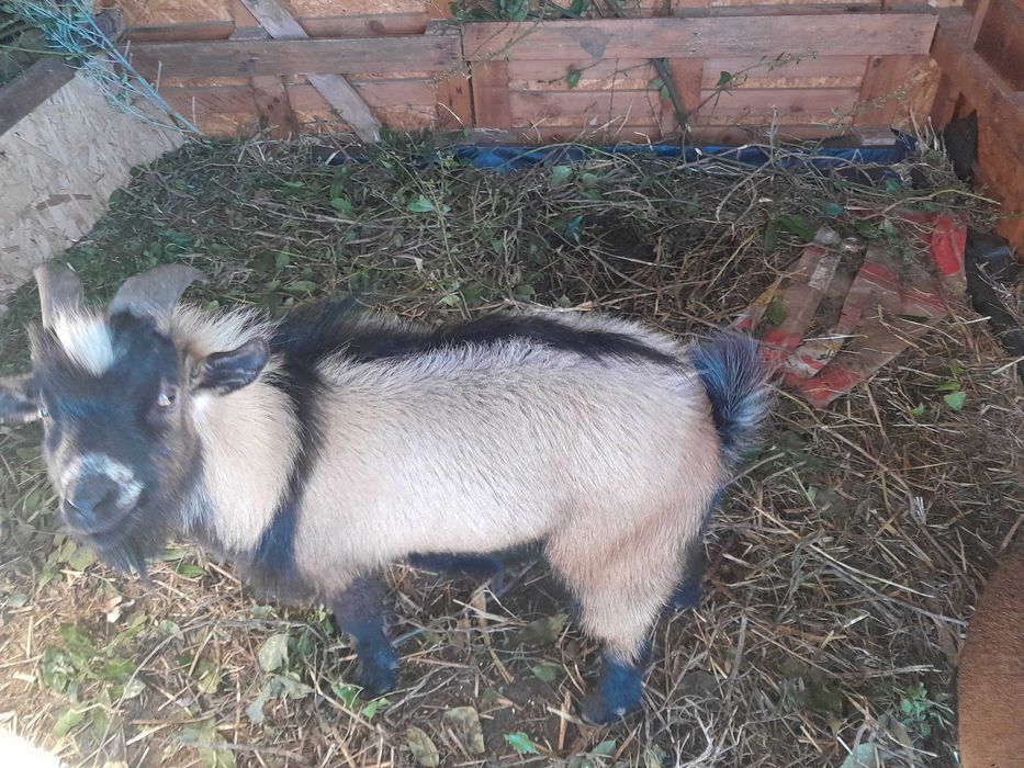 Cabritas anãs MACHO