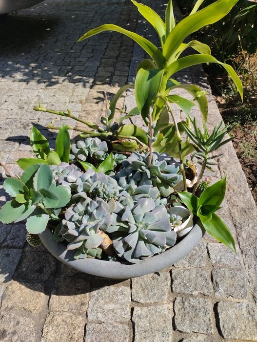 Vaso de suculentas