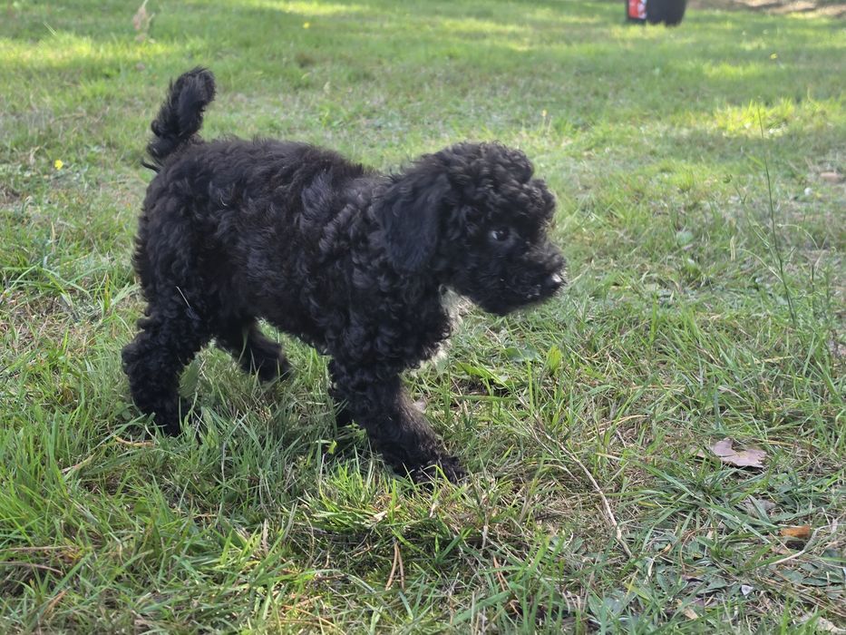 Piesek maltipoo z metryką