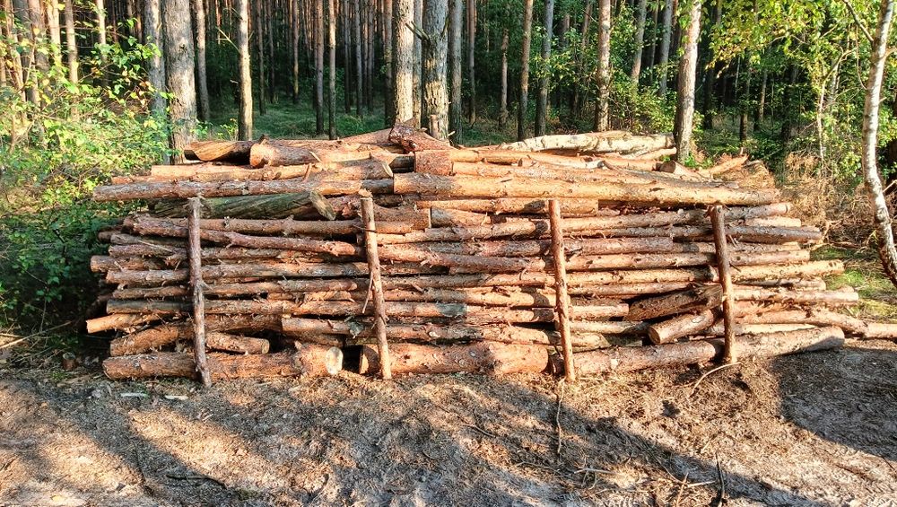 Drewno opałowe sosna
