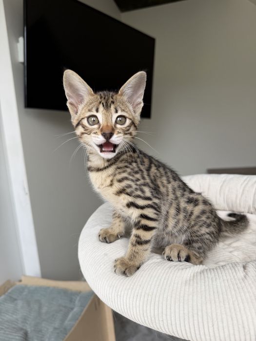 Дивовижна дівчинка Саванна Ф6