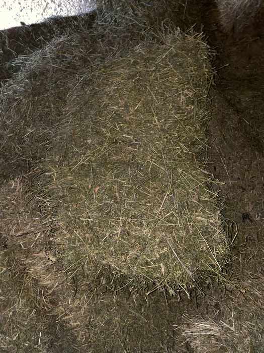 Продам сіно люцерна і солому