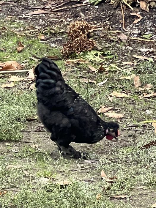 Galo Meio Raça Sedoso