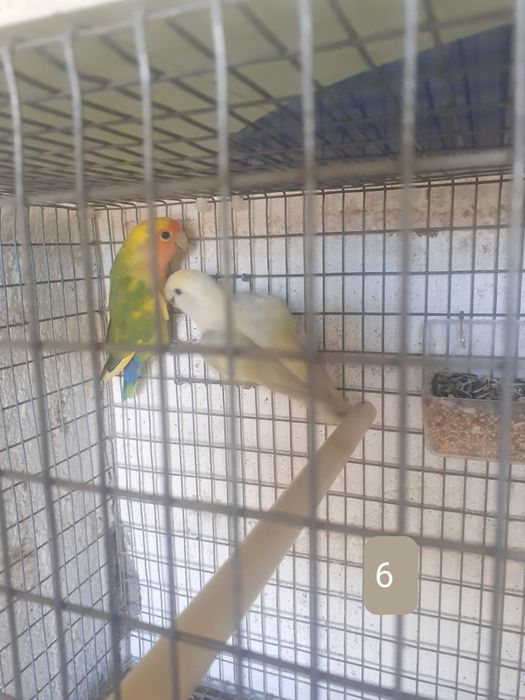 Casais de rossicolis