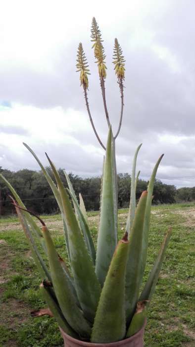 Aloe Vera - Babosa - Suco de fruta 100% sem aditivos e folhas, plantas
