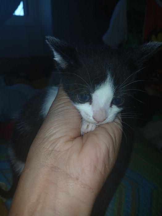Gatinhos para doar
