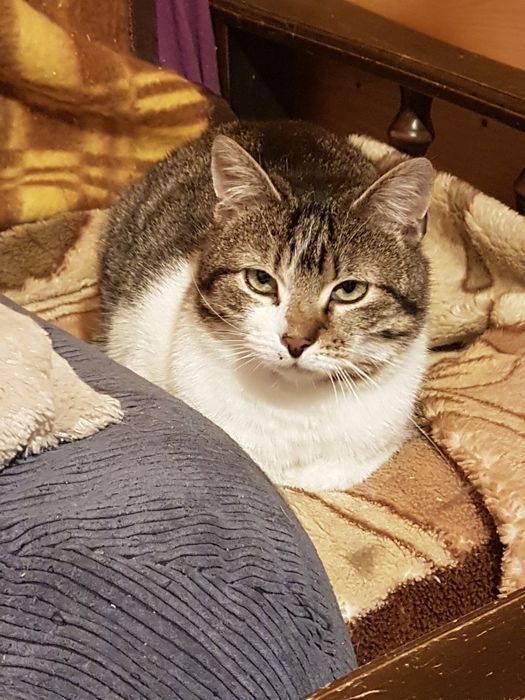 Kocurek do adopcji