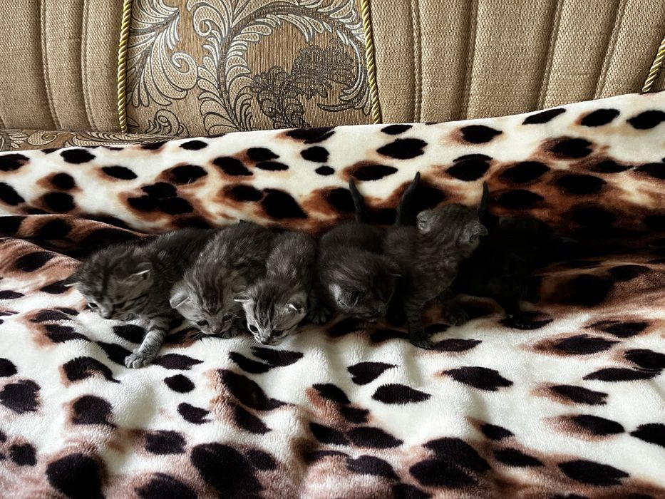 Кошенята шотландські