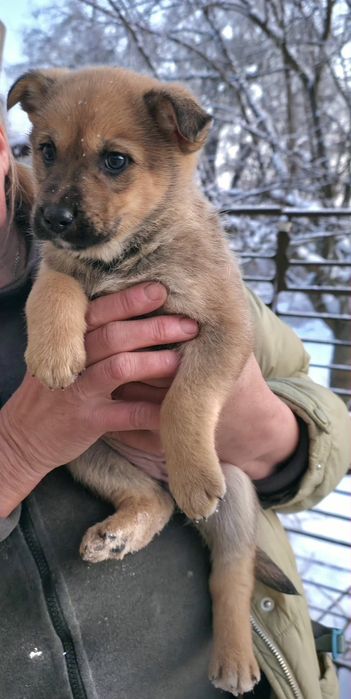 -ро щенят від мамки овчарки2