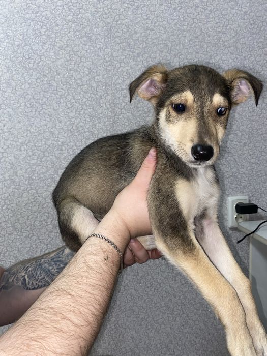 Цуценята безкоштовно, шукають дім, в добрі руки