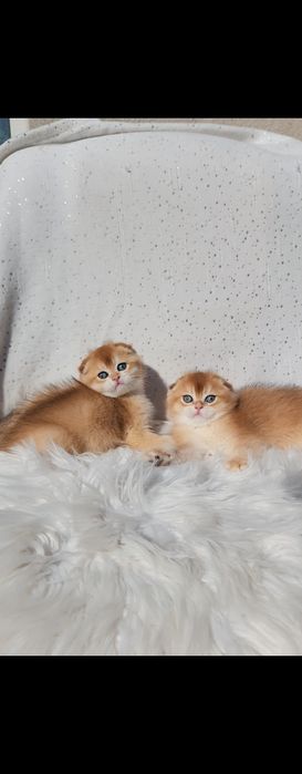 Шотландські кошенята золота шиншила