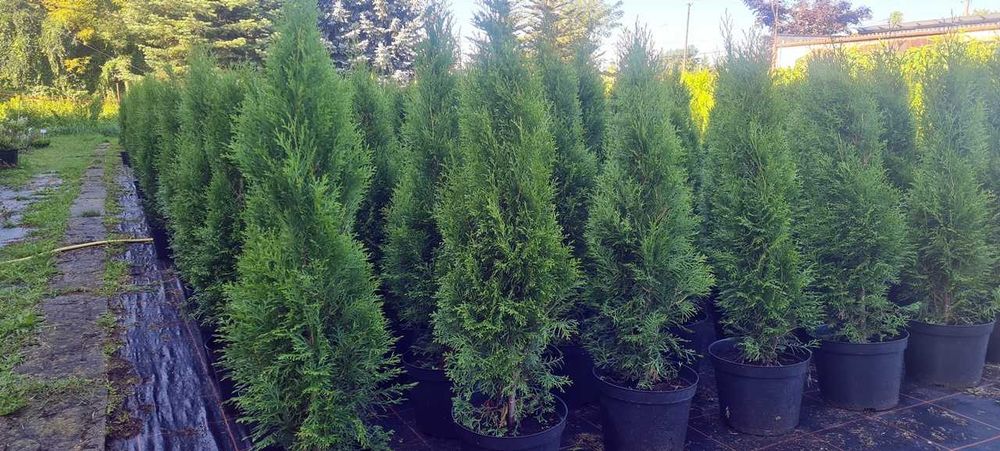 Tuja Szmaragd 120 cm PREMIUM – 33% taniej! Thuja Smaragd, tuje szmaragdowe na żywopłot, doniczka 10 l, własny transport