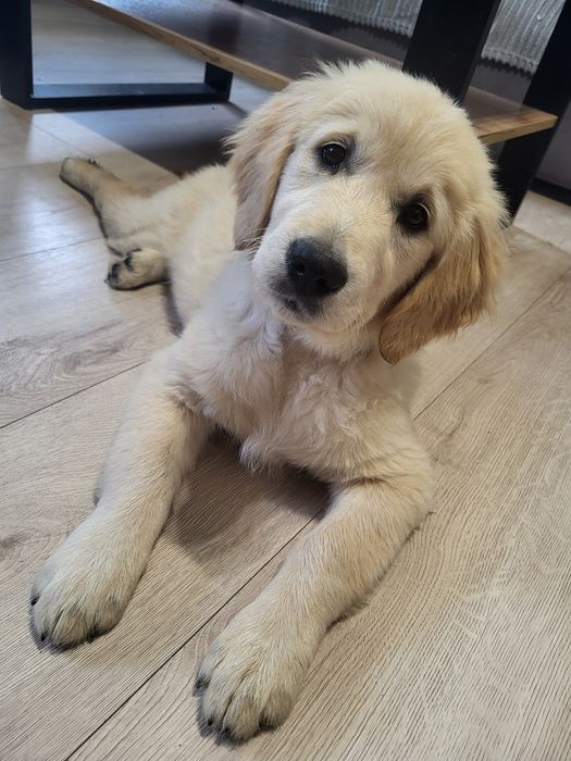 Suczka Golden Retriever ZKwP FCI gotowa do odbioru