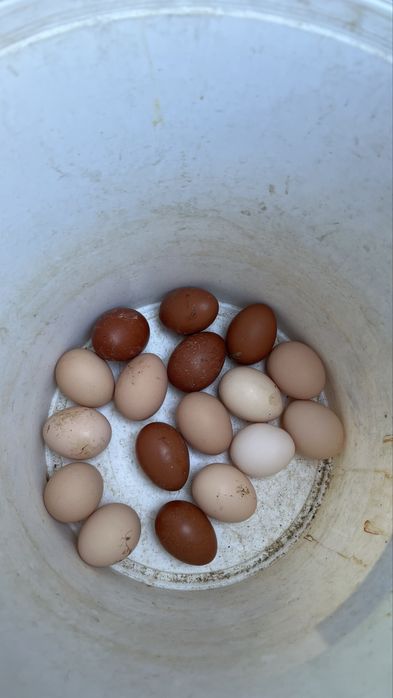 Ovos de brahama e marans