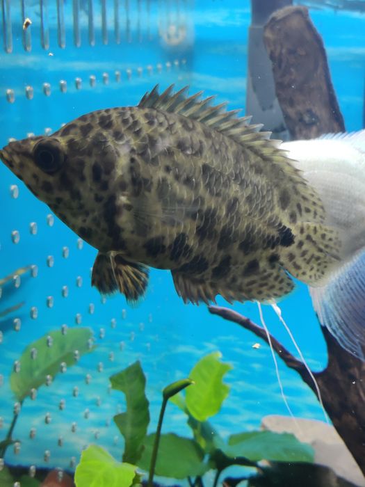 Peixes tropicais