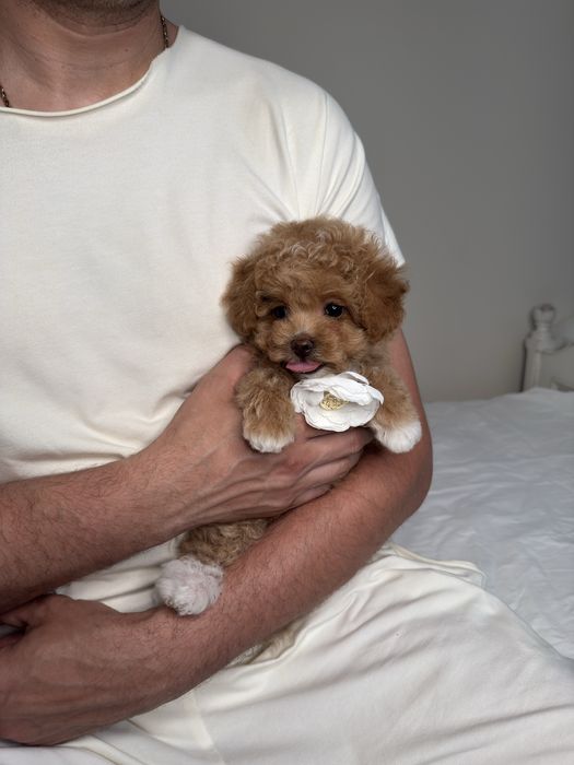 Мальтіпу дівчинка мікро Ф1, микро девочка мальтипу, maltipoo micro f1