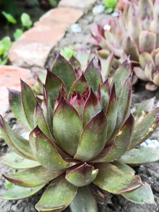 Вуличні Квіти Sempervivum  Вічноживучий  Молодила Кам'яна троянда молодило каменная роза молодило