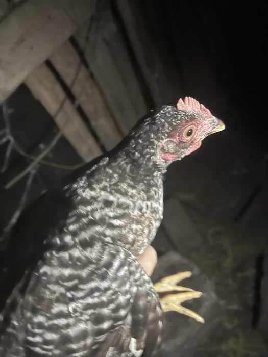 Sprzedam kogutki marans/legbar cream