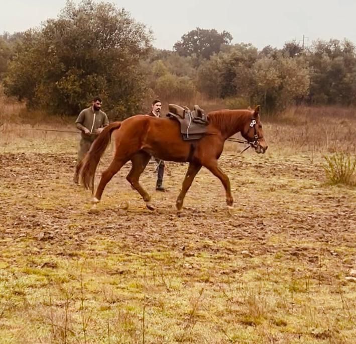 Égua lazã 5 anos 157/58 cm ao garrote com sangue árabe