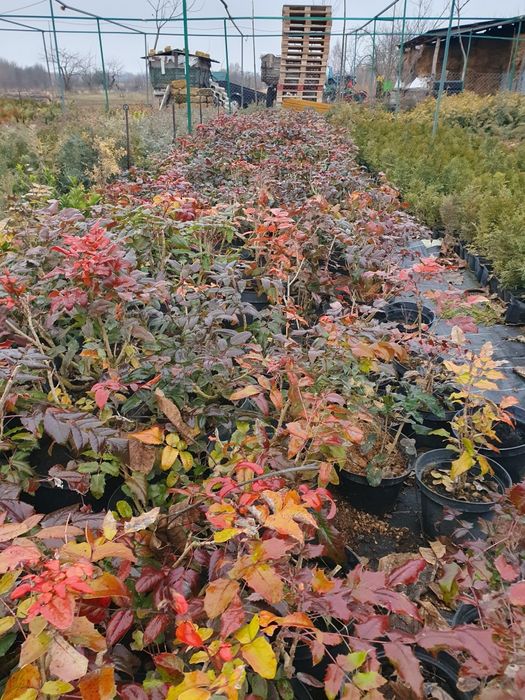 Магонія  по50  копана 4 річка 30смстриж