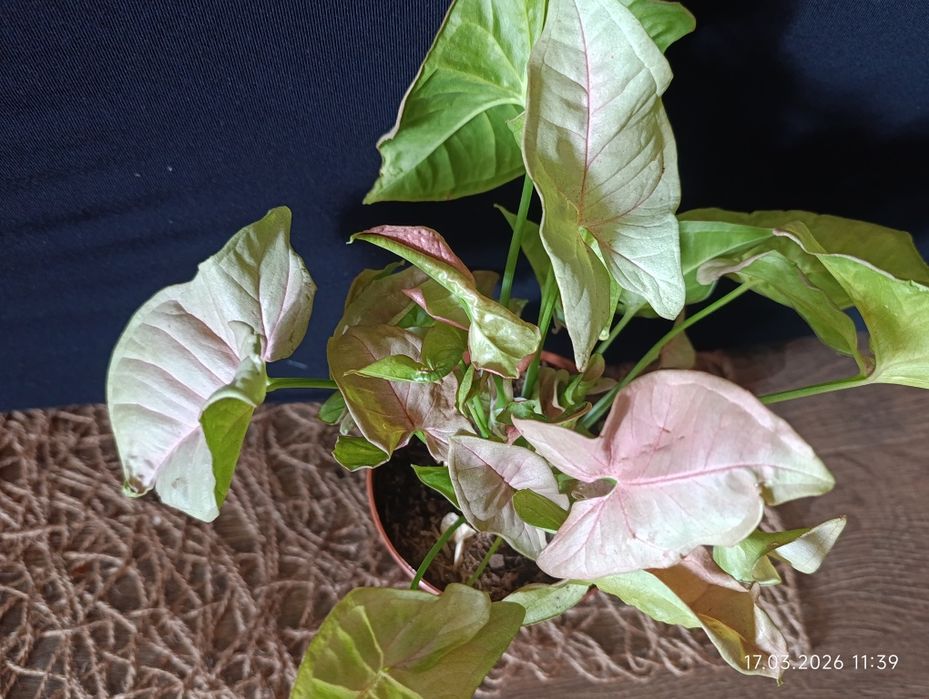 сингоніум.  Pink