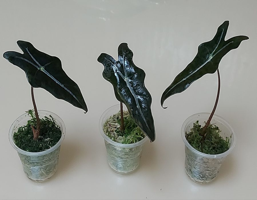 Алоказія нобіліс