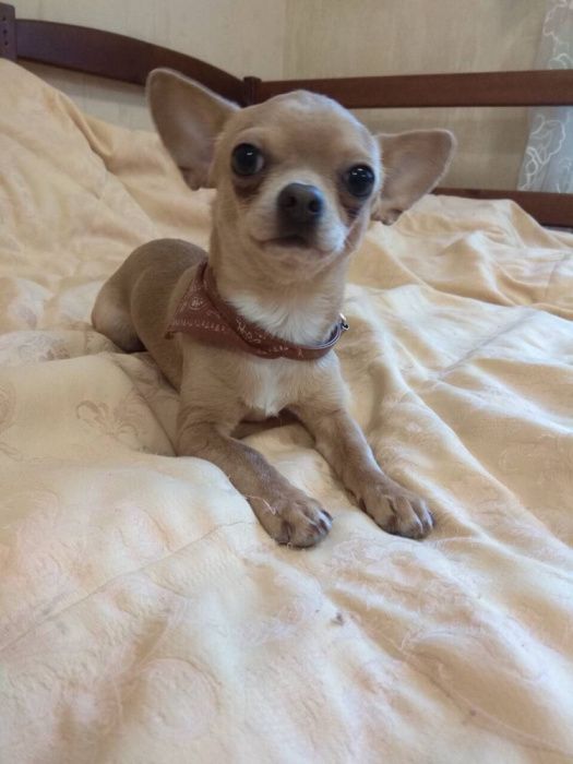 Міні Чихуахуа вязка