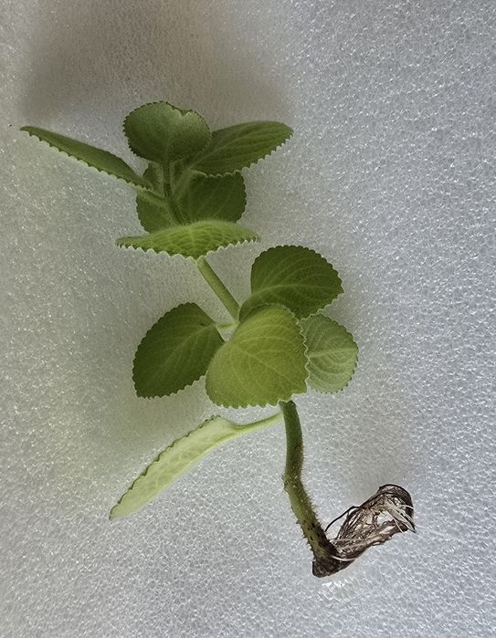 Mięta meksykańska oregano kubańskie