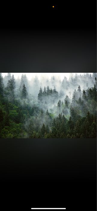 Las na sprzedaż duży obszar