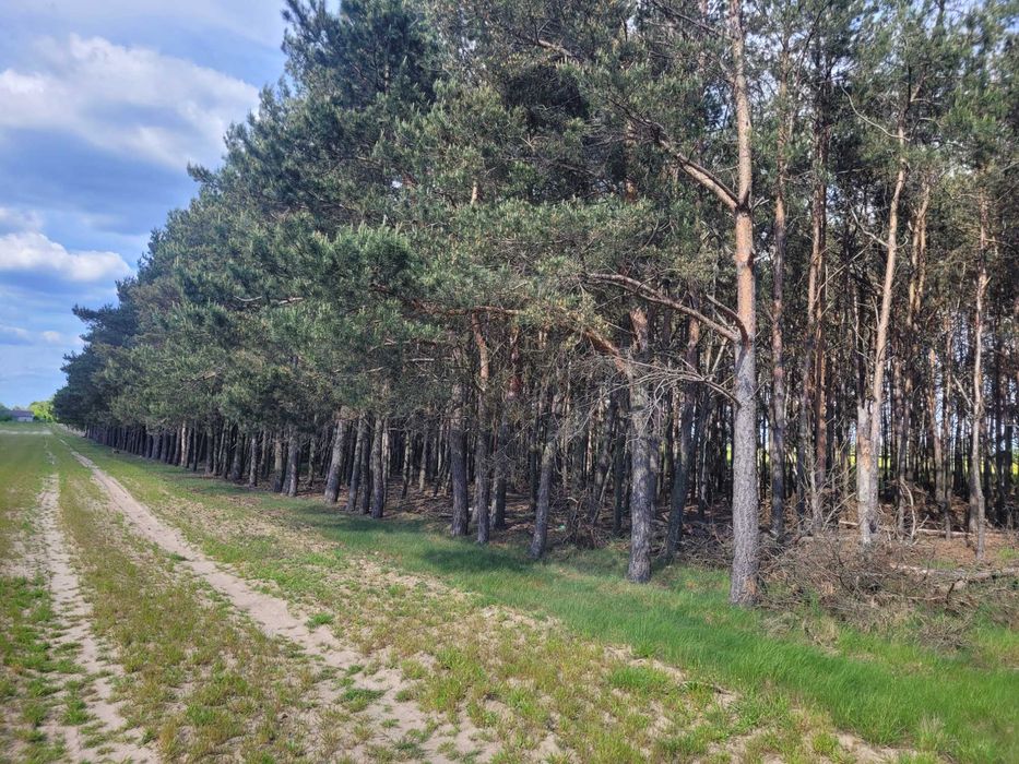 Działka Budowlana  1885 m² , ZIEMIA ROLNA,Las- 3,45ha , - Vista 6