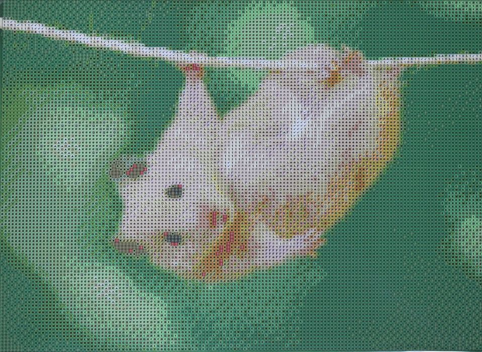 Haft diamentowy 30x40 obraz na ramie chomik