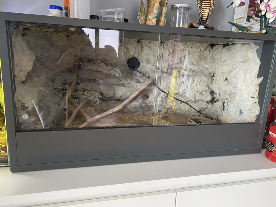 terrarium drewniane agama gekon