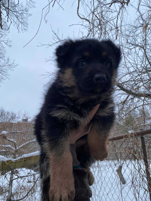 Щенята німецької вівчарки — терміново, мінімальна ціна!