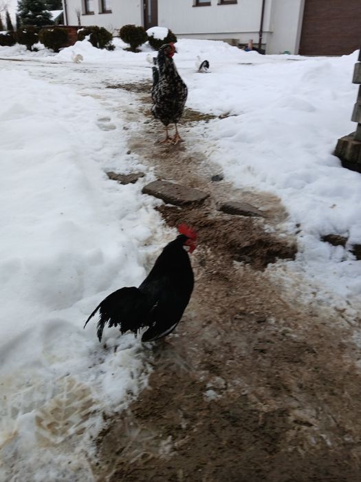 Kogutki bantamki 2 szt