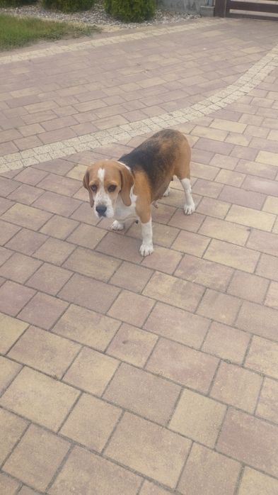 Beagle trikolor.