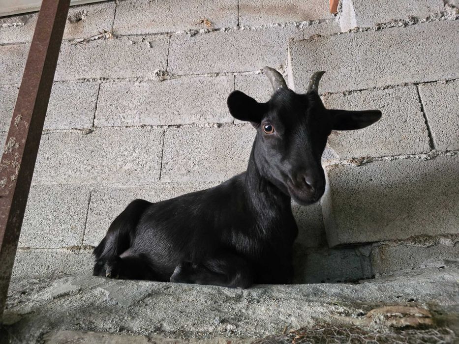 Cabras Anãs Adoráveis – Carinhosas e Bem Socializadas