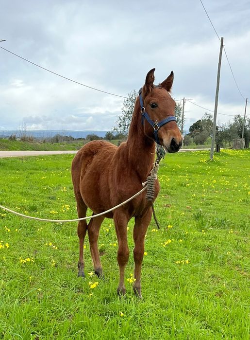 Vendo cavalos Lusitanos, éguas, poldros, poldras (Ler descrição)