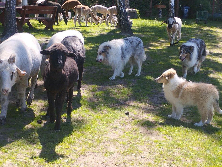 Owczarek szkocki collie